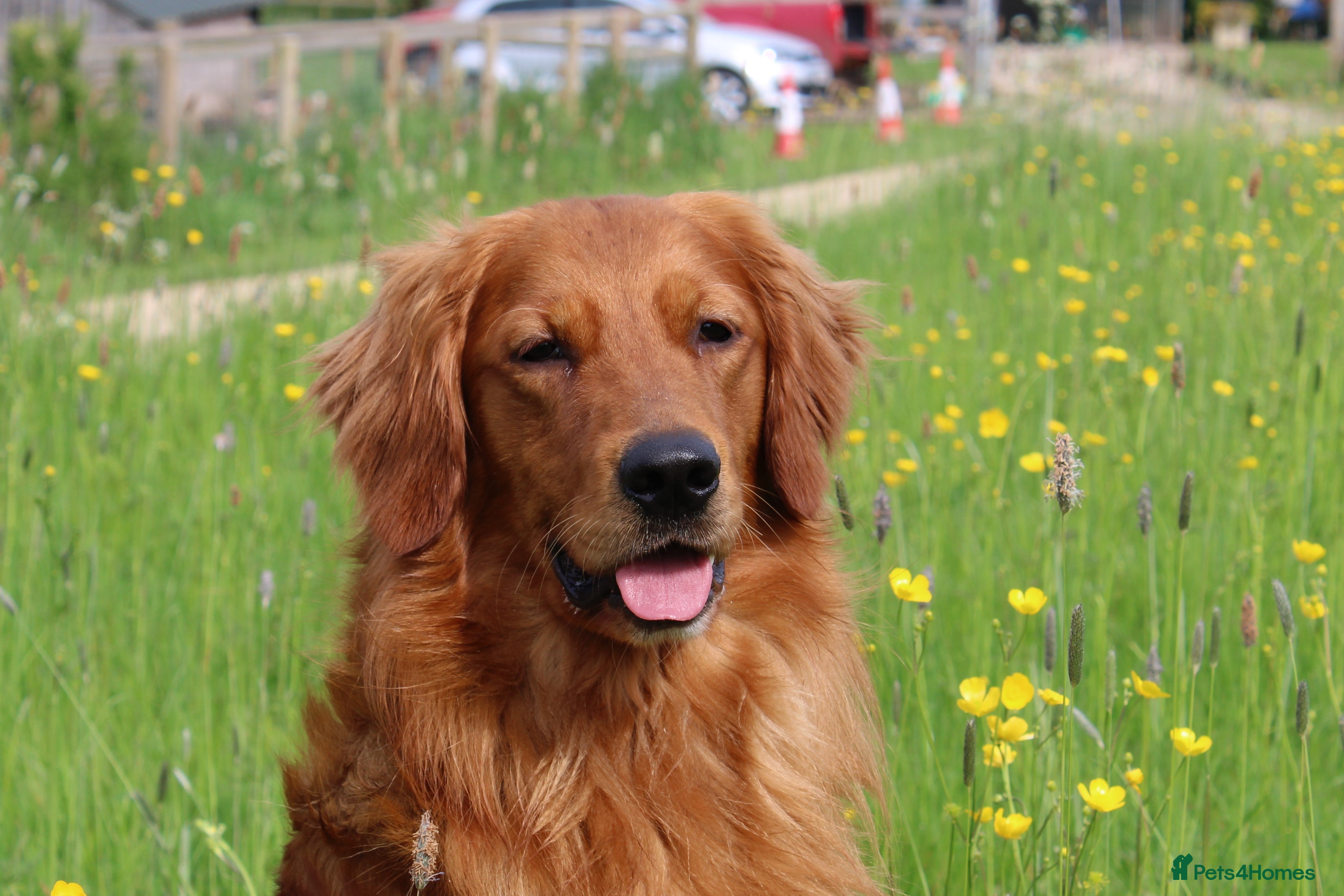 Golden Retriever dogs Dark Golden Retriever stud dog in Newark - Advert 13