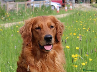 Golden Retriever dogs in Newark - Advert 24