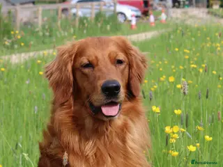 Golden Retriever dogs Dark Golden Retriever stud dog in Newark - Advert 10
