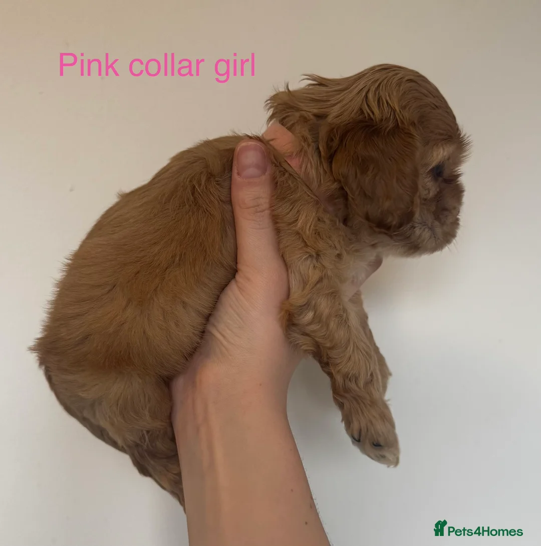 American Cocker Spaniel dogs for sale: 🐾KC, Health tested American cocker spaniels🐾 - Advert 4