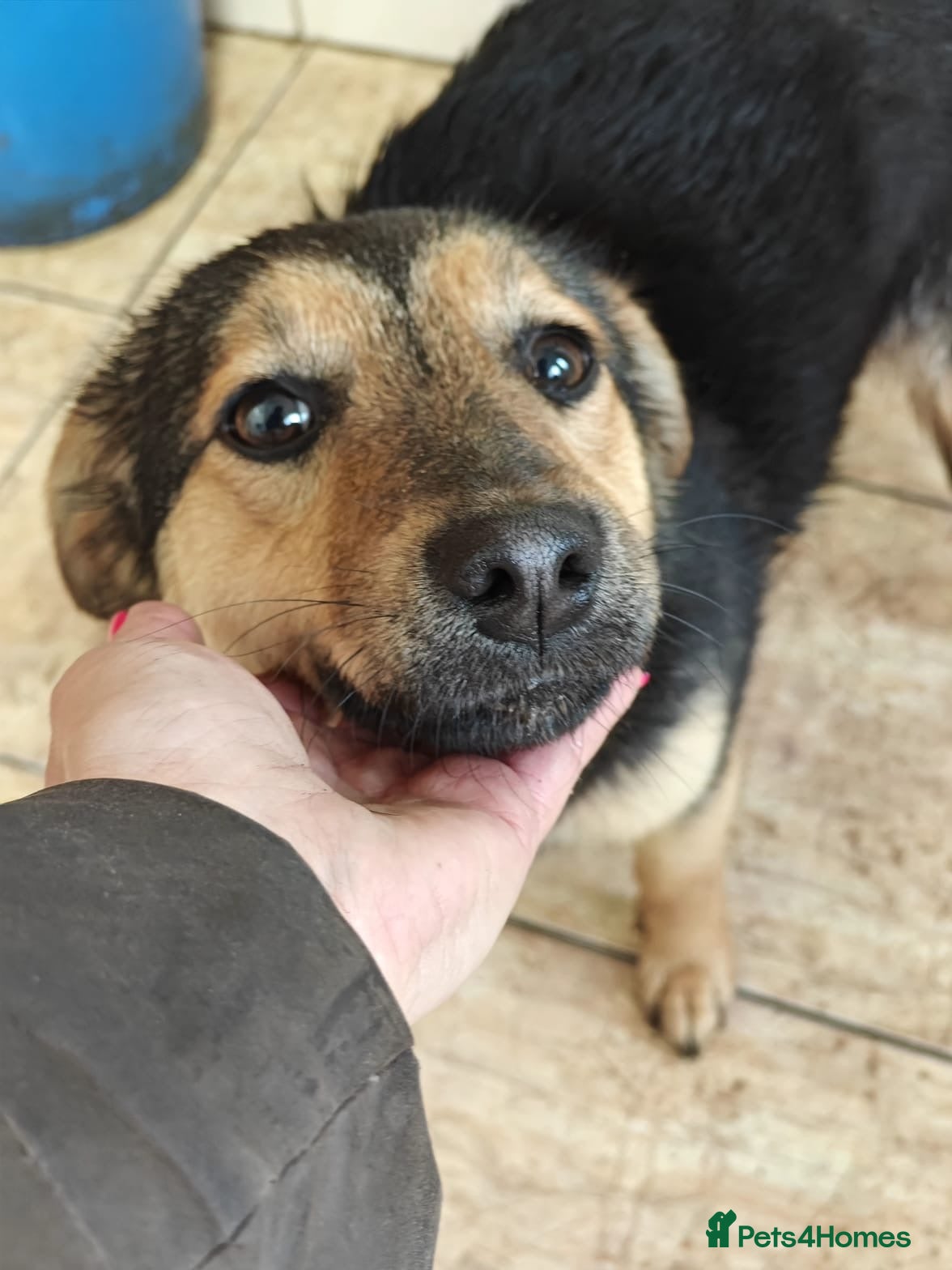 Mixed Breed dogs ❤️🐶 GIANNI – THE MOMENT YOU TOUCH HER, SHE MELTS - Advert 1