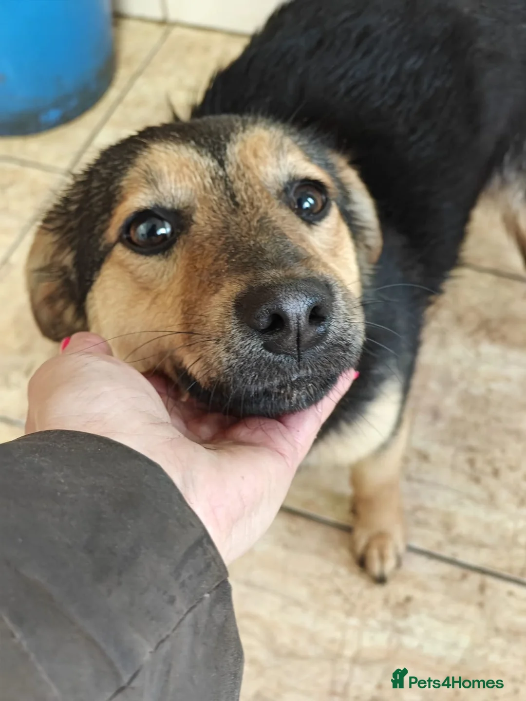 Mixed Breed dogs for adoption: ❤️🐶 GIANNI – THE MOMENT YOU TOUCH HER, SHE MELTS in Burton-on-Trent - Advert 1