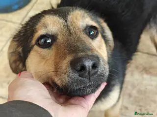 Mixed Breed dogs ❤️🐶 GIANNI – THE MOMENT YOU TOUCH HER, SHE MELTS - Advert 1