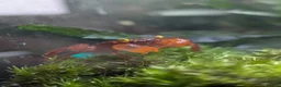 Crabs fish for sale: Tomato Vampire Crabs, Tanks, Food, everything in Glasgow - Advert 12