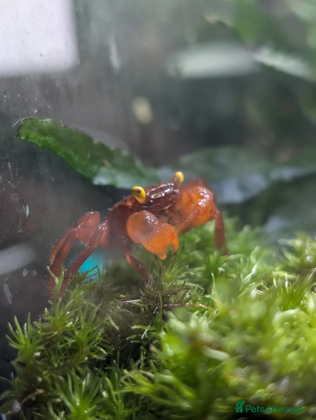 Crabs fish for sale: Tomato Vampire Crabs, Tanks, Food, everything in Glasgow - Advert 12