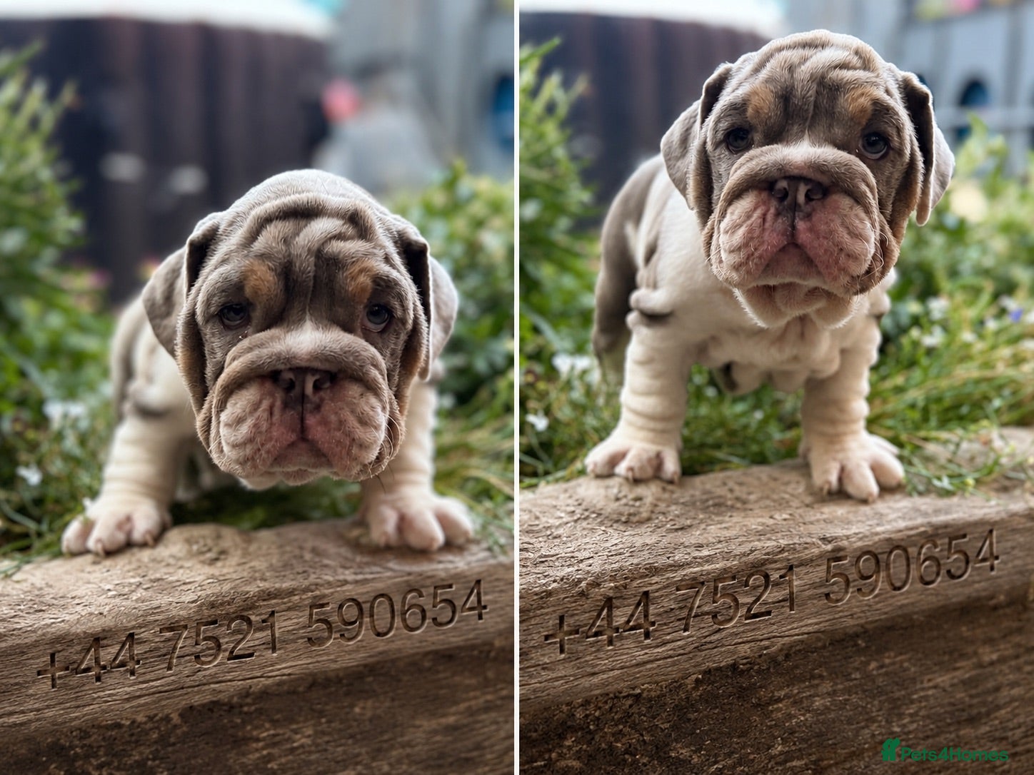 English Bulldog dogs Rare mini english bulldogs  - Advert 2