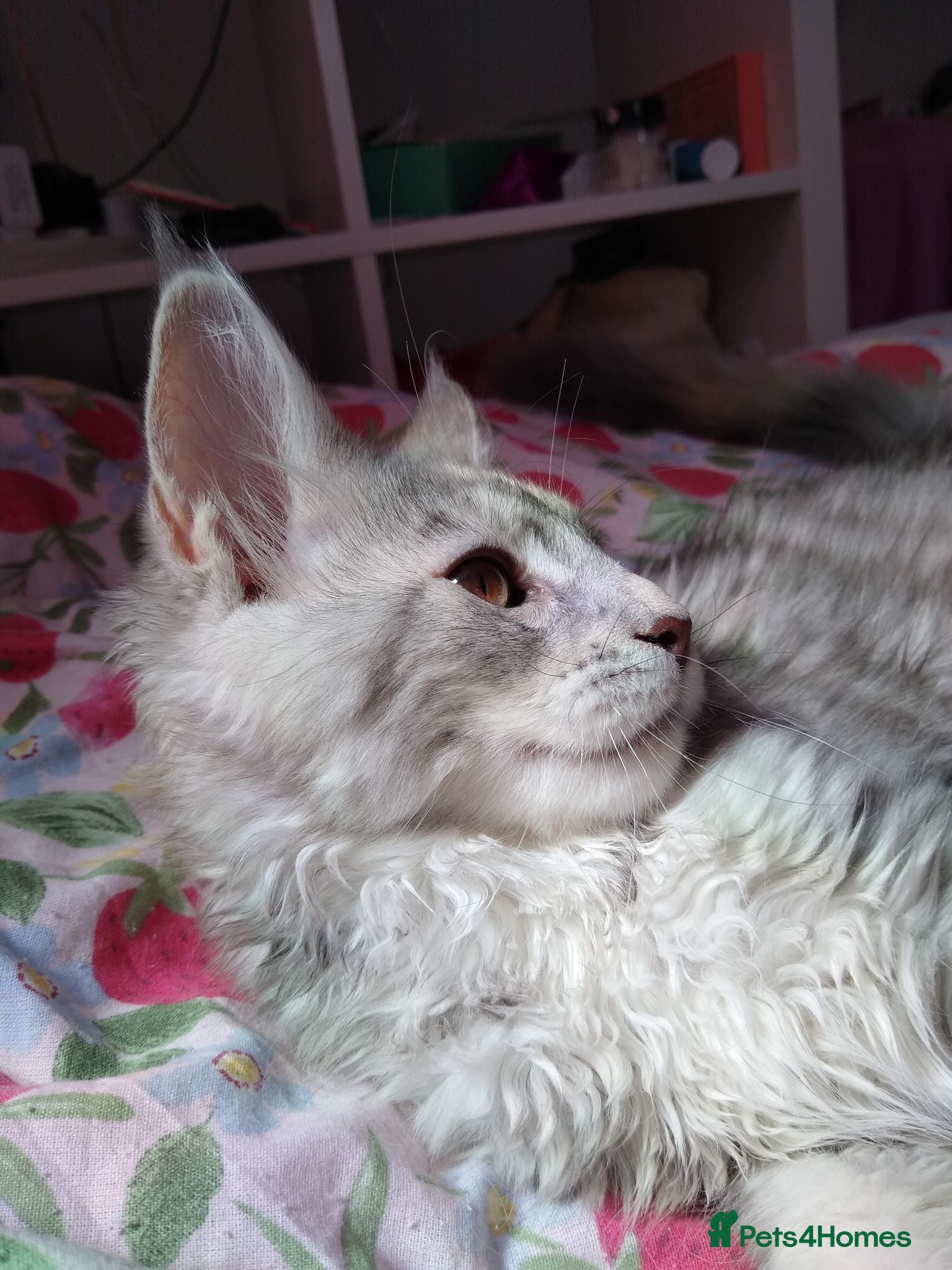 Maine Coon cats Beautiful Maine Coon girl TICA REG - Advert 2