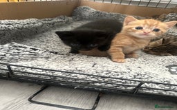Mixed Breed cats for sale: 2 beautiful kittens for sale  - Image 7
