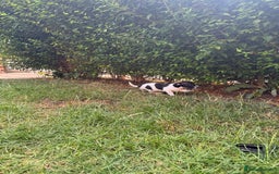 Jack Russell dogs for sale: 5 Available: Jack Russell Puppies. 2 Girls, 3 Boys - Image 19