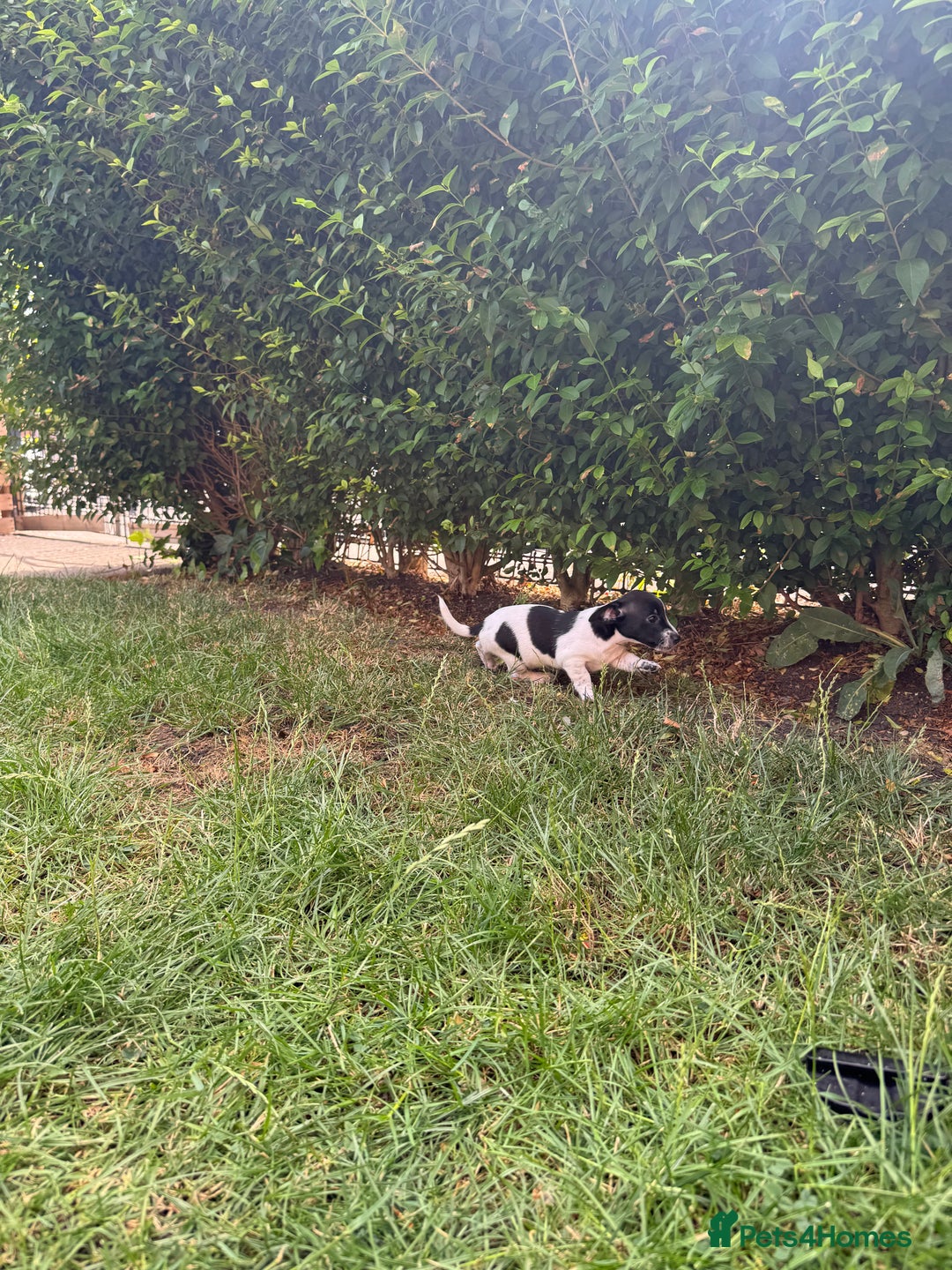 Jack Russell dogs for sale: 5 Available: Jack Russell Puppies. 2 Girls, 3 Boys - Image 19