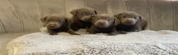 Labrador Retriever dogs for sale: Stunning silver Labradors ready now  - Advert 21