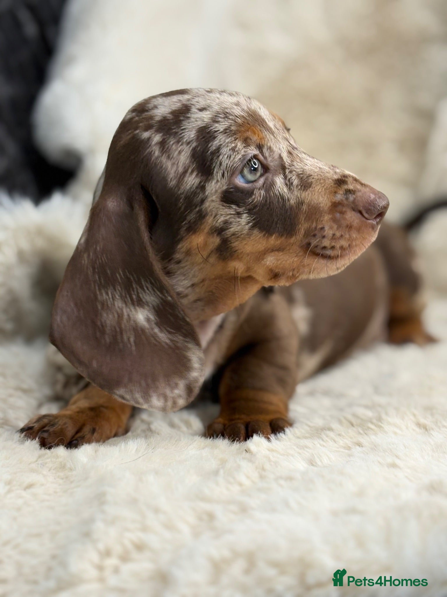 Miniature Dachshund dogs Stunning mini smooth dachshund puppies  - Advert 2