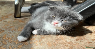 Scottish Fold cats - Advert 14