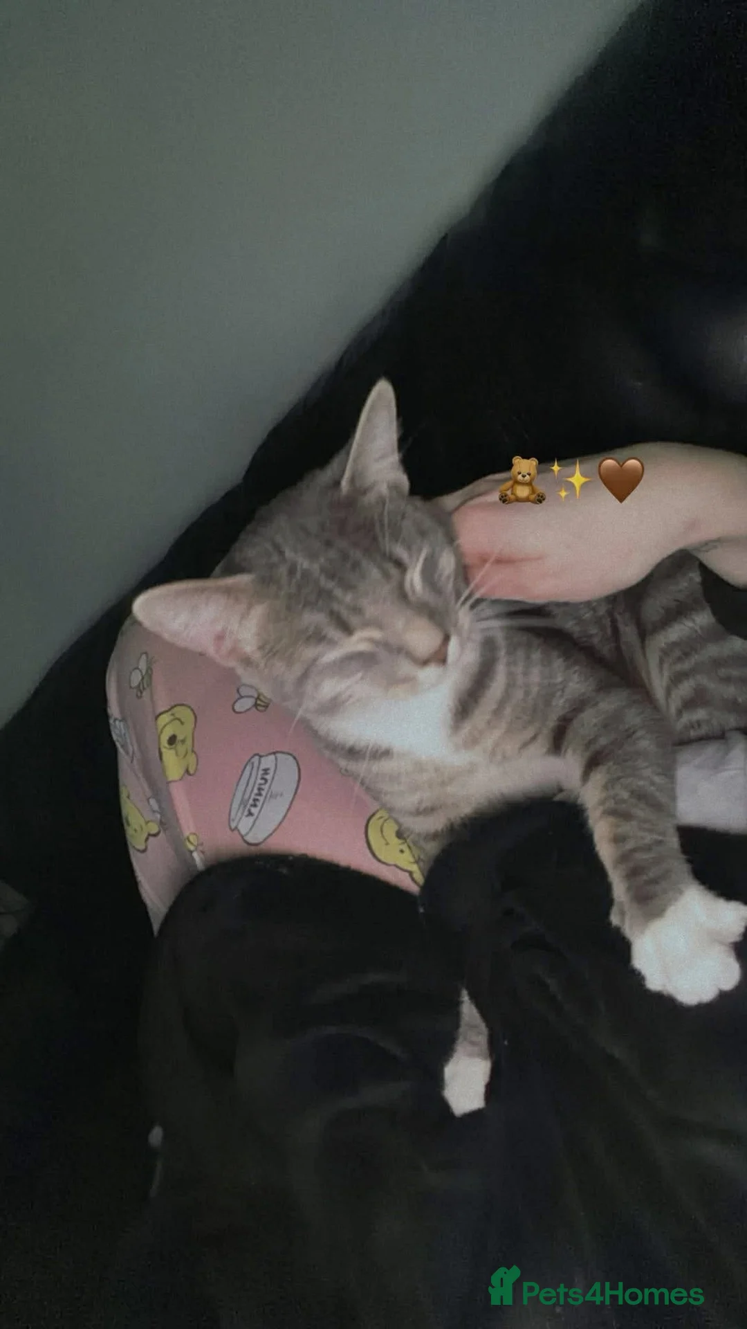 British Shorthair cats for sale: Cat for sale  in Glasgow - Advert 2