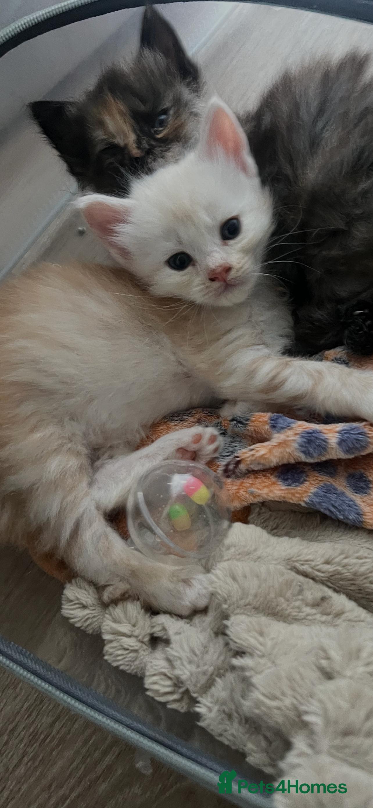 Maine Coon cats 🔥 amazing offer full Maine coon 🔥 Amazing colour - Advert 2