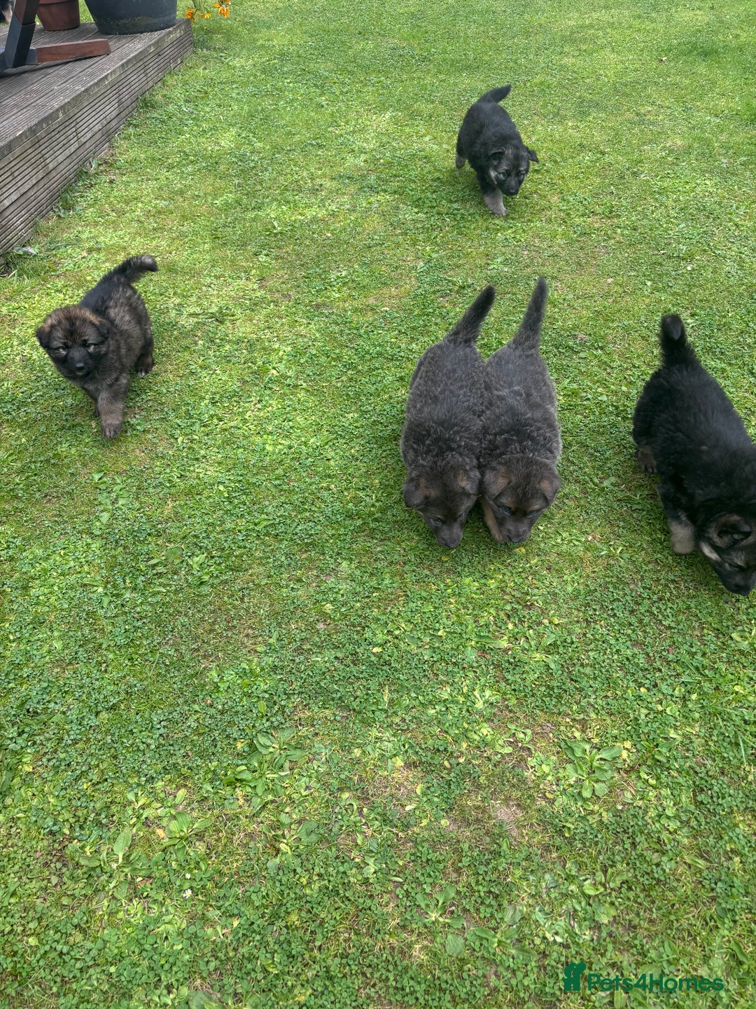 German Shepherd dogs for sale: 8 beautiful long haired German shepherd puppies  - Image 22