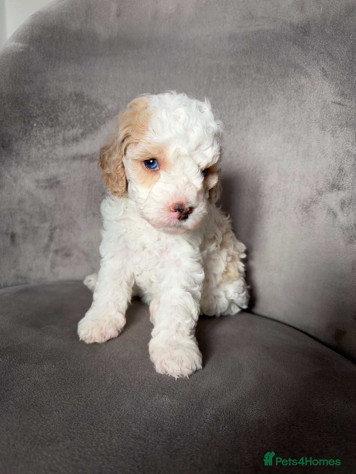 Cavapoo dogs Stunning cavapoo puppies  - Advert 1