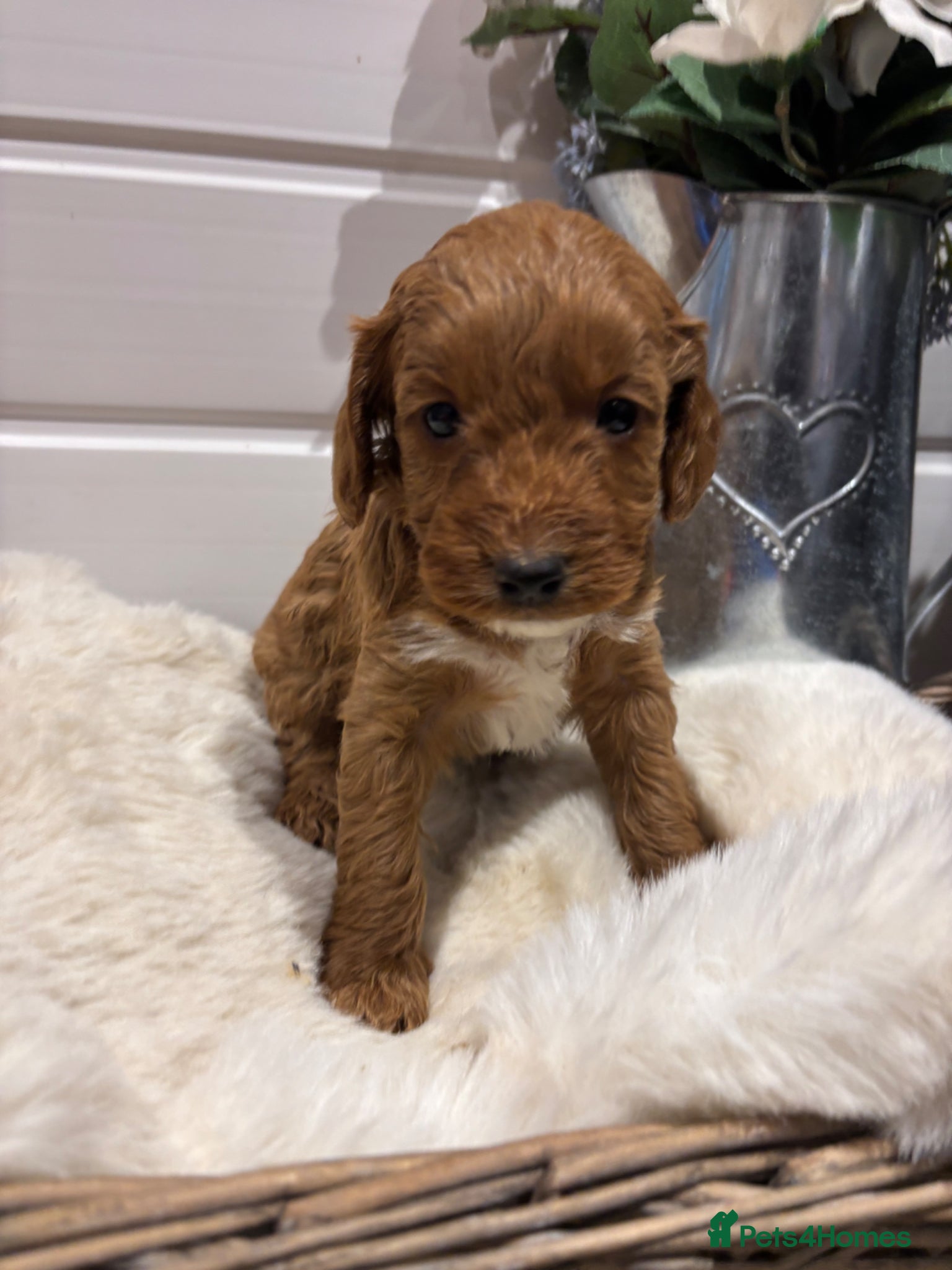 Cockapoo dogs *Hereditary clear Cockapoo Puppies 💜🐶* - Advert 2