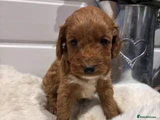 Cockapoo dogs *Hereditary clear Cockapoo Puppies 💜🐶* - Advert 7