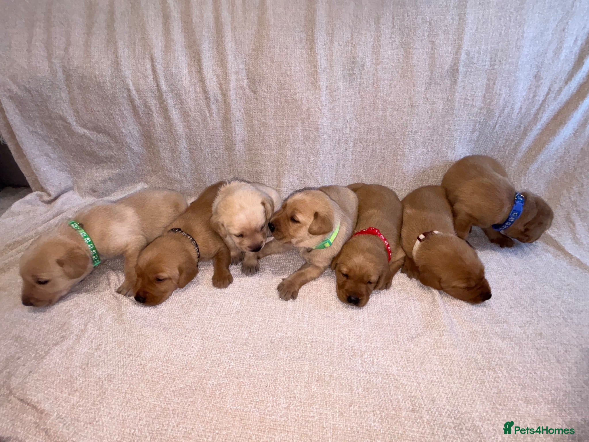 Labrador Retriever dogs KC Registered Fox Red Labrador Puppies - Advert 4
