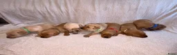 Labrador Retriever dogs for sale: KC Registered Fox Red Labrador Puppies in Aldershot - Advert 1