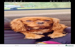 Cavalier King Charles Spaniel dogs for sale: Cavalier King Charles  - Image 1