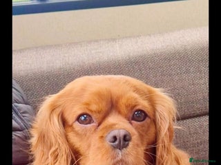 Cavalier King Charles Spaniel dogs - Advert 1