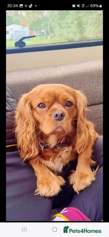 Cavalier King Charles Spaniel dogs - Advert 1