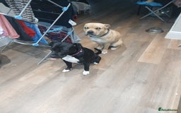 American Bull Staffy dogs for sale: Puppies  - Advert 1