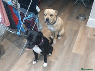 American Bull Staffy dogs for sale: Puppies - Advert 1