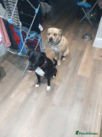 American Bull Staffy dogs Puppies - Advert 1