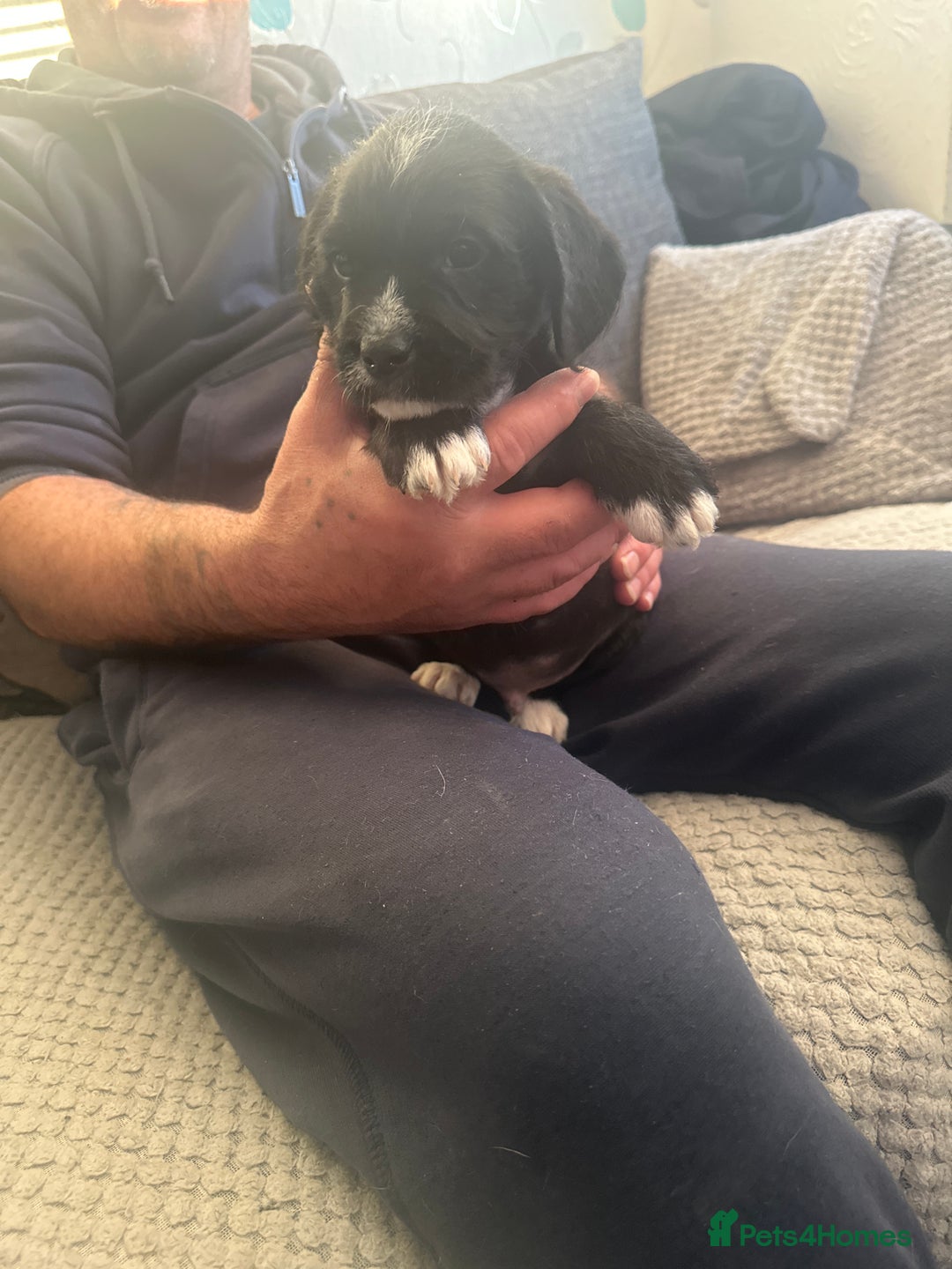 Mixed Breed dogs for sale: 7 beautiful puppies for sale  - Advert 5