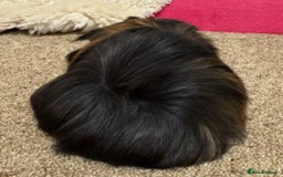 Guinea Pig rodents for sale: Peruvian Tri coloured baby boar  - Advert 6