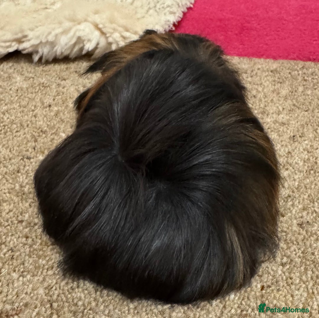 Guinea Pig rodents for sale: Peruvian Tri coloured baby boar  - Advert 6