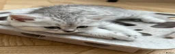British Shorthair cats for sale: 3 x British Shorthair Kittens - Gold/White/Grey - Advert 13