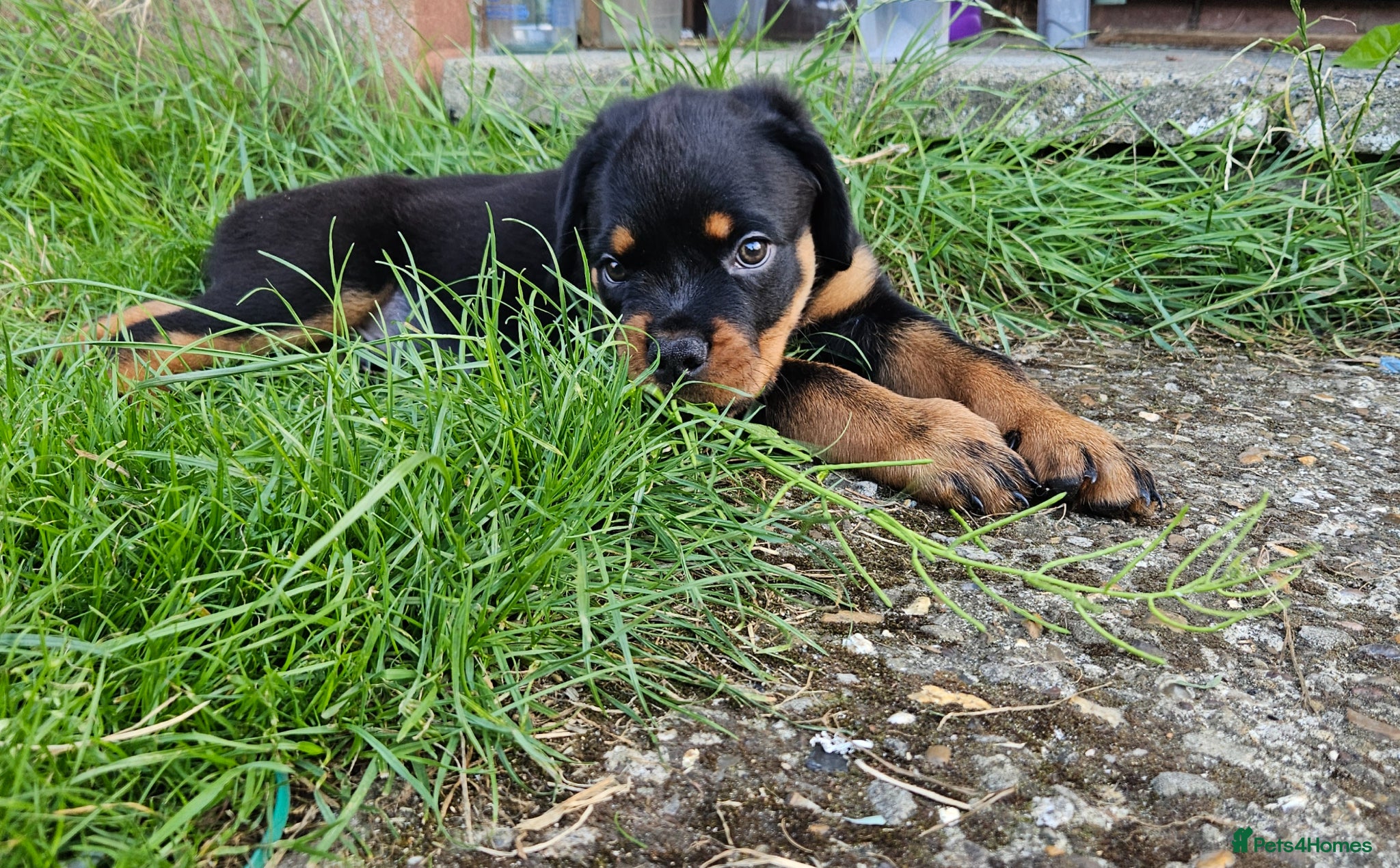 Rottweiler dogs Pure Pedigree Rottweiler Puppies - Advert 4
