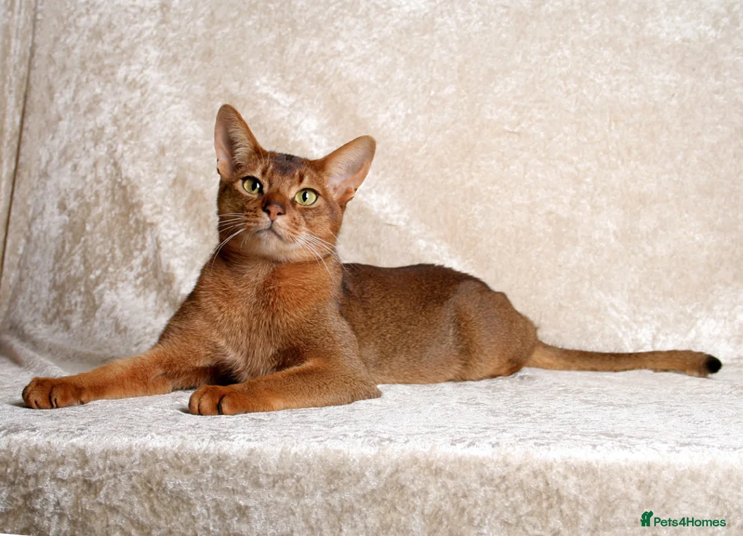 Abyssinian cats for sale: female abbisian 7 months old  in Peterborough - Advert 2