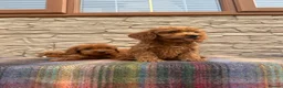 Cockapoo dogs for sale: F1 Cockapoos (council licensed)  in Stourport-on-Severn - Advert 5