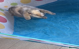 Dwarf Lop rabbits for sale: 2 male rabbits - Image 1