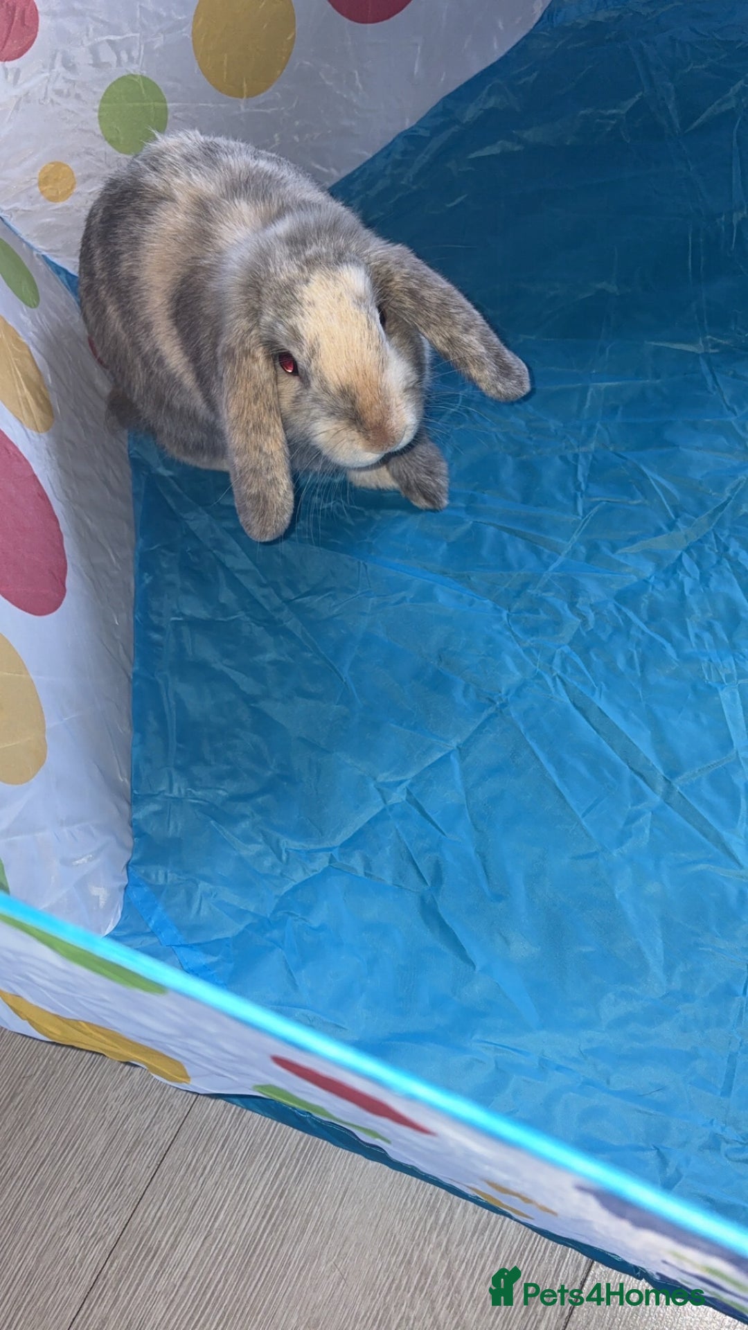 Dwarf Lop rabbits for sale: 2 male rabbits - Image 1