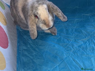 Dwarf Lop rabbits - Advert 26