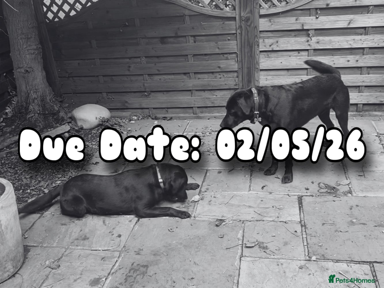 Labrador Retriever dogs KC Labrador Pups, Top Quality Pedigree, Champions  - Advert 1