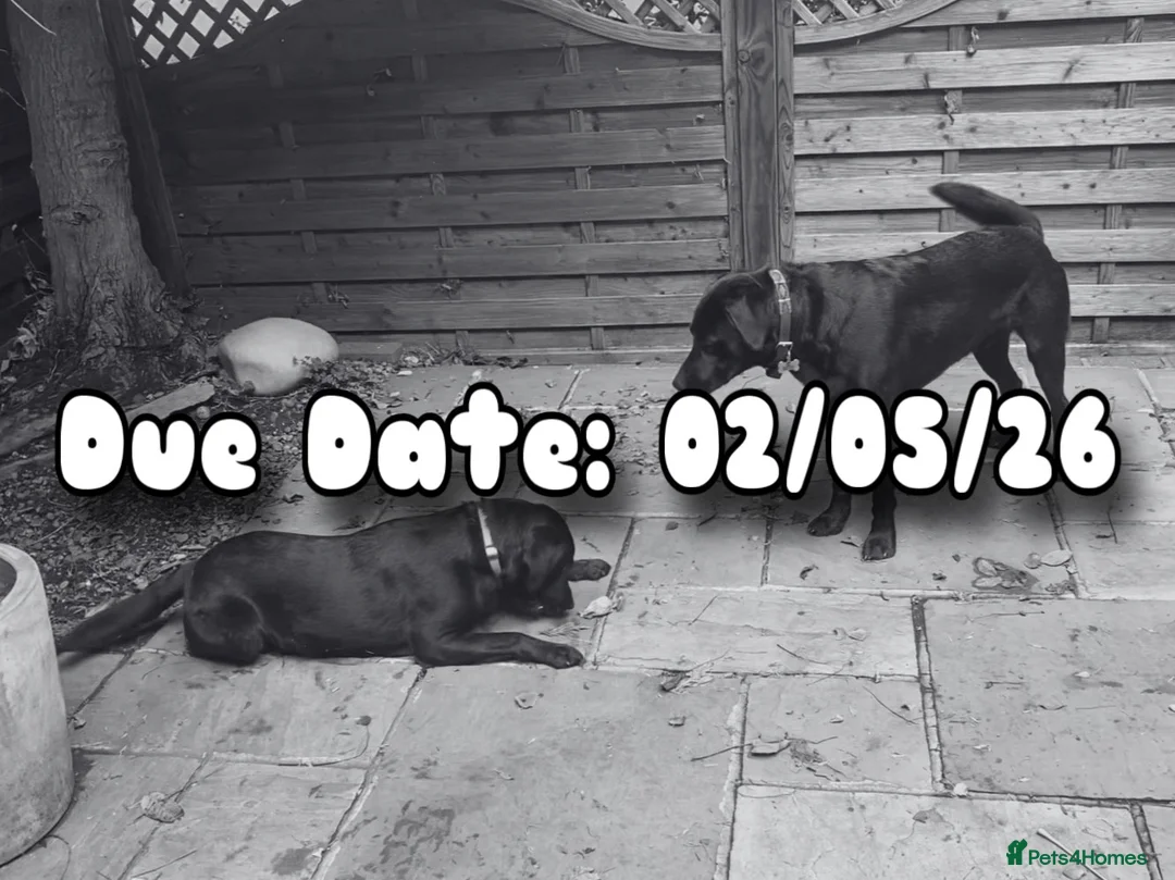 Labrador Retriever dogs for sale: KC Labrador Pups, Top Quality Pedigree, Champions  - Advert 1