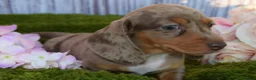 Miniature Dachshund dogs for sale: Kc reg mini dachunds  - Advert 7