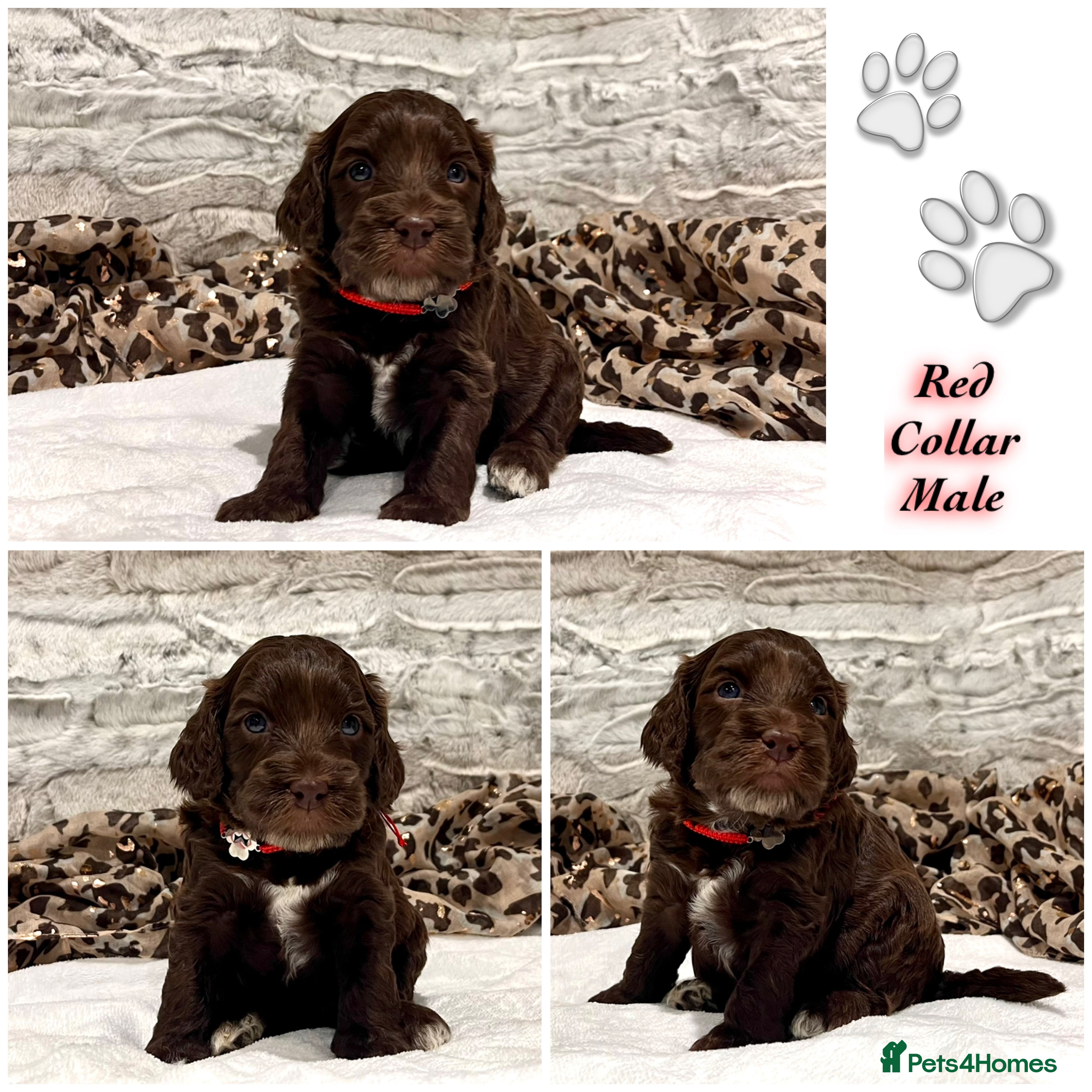 Cockapoo dogs 💎PRESTIGIOUS SHOW Platinum Grey/Choc F1 Cockapoos - Advert 9