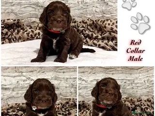 Cockapoo dogs 💎PRESTIGIOUS SHOW Platinum Grey/Choc F1 Cockapoos - Advert 9