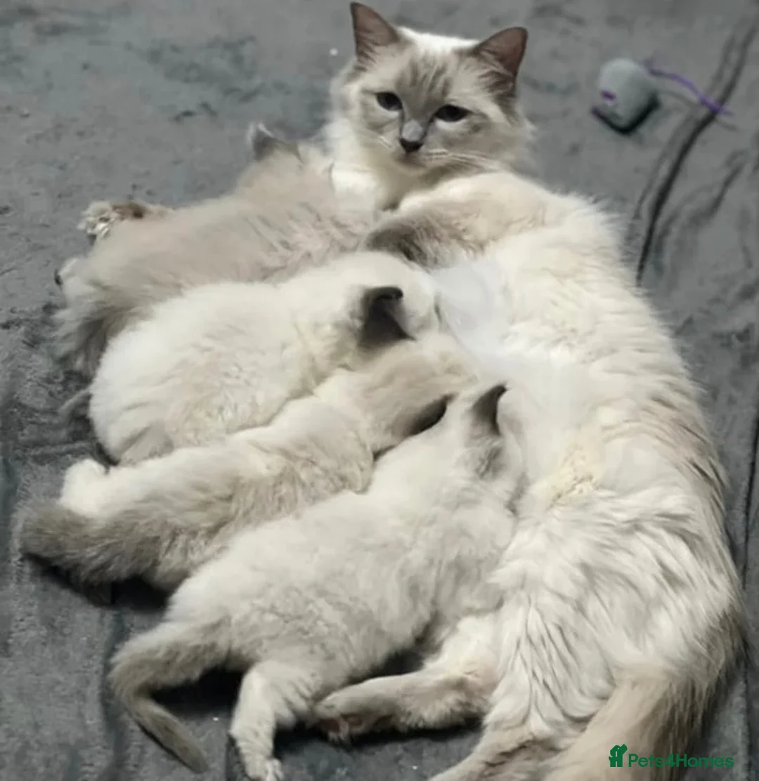 Ragdoll cats for sale: Ragdoll kitten female  - Advert 2