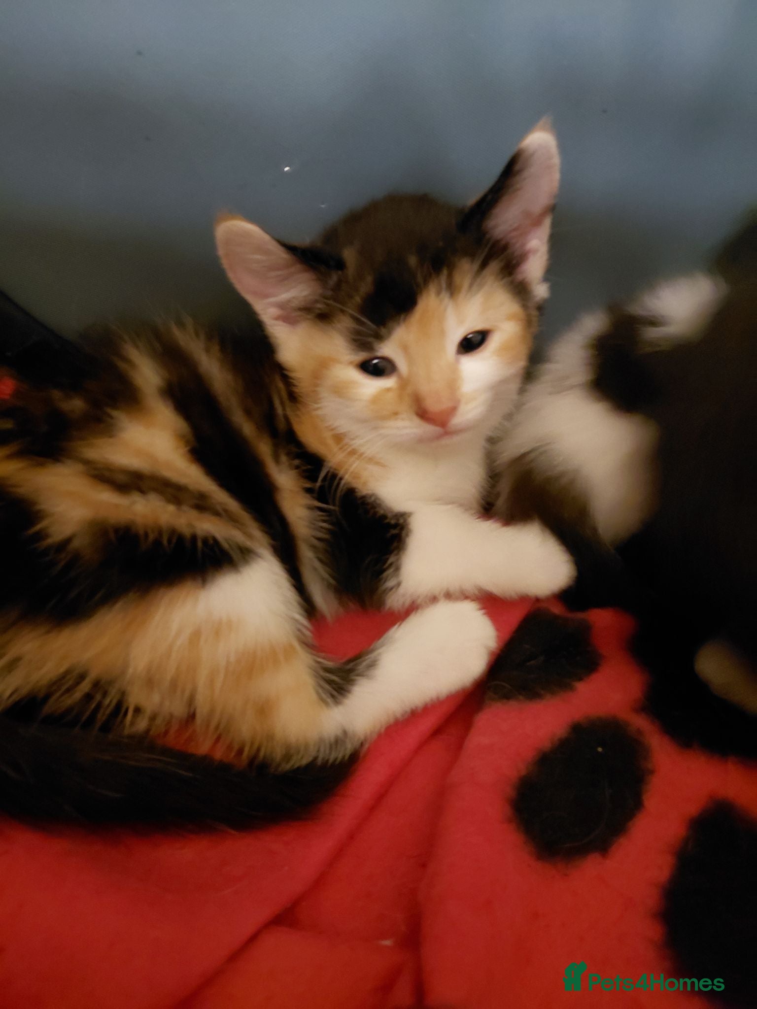 American Shorthair cats Calico kittens  - Advert 5