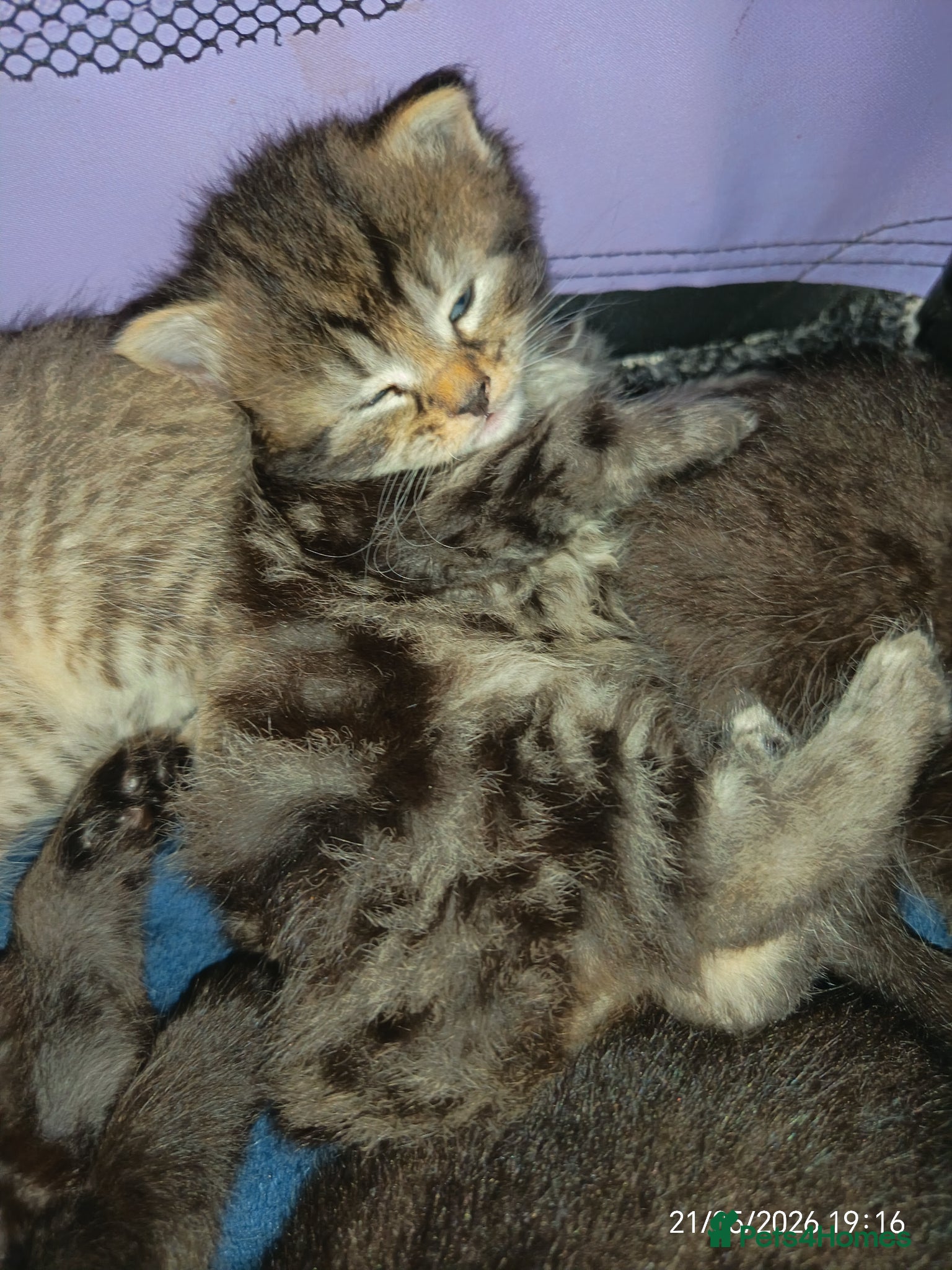 Mixed Breed cats KITTENS NEEDING GENUINE LOVING HOMES - Advert 4