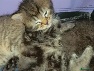 Mixed Breed cats KITTENS NEEDING GENUINE LOVING HOMES - Advert 4